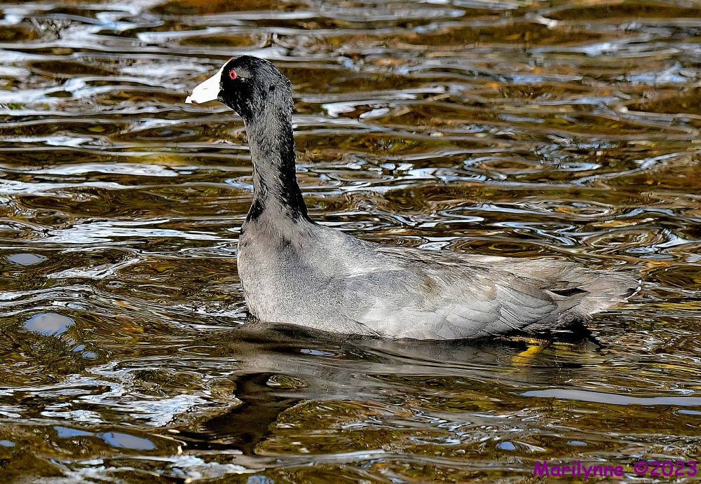 DSC_1410_001.JPG