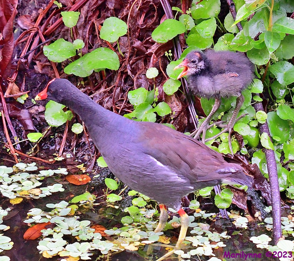 DSC_1411_001.JPG