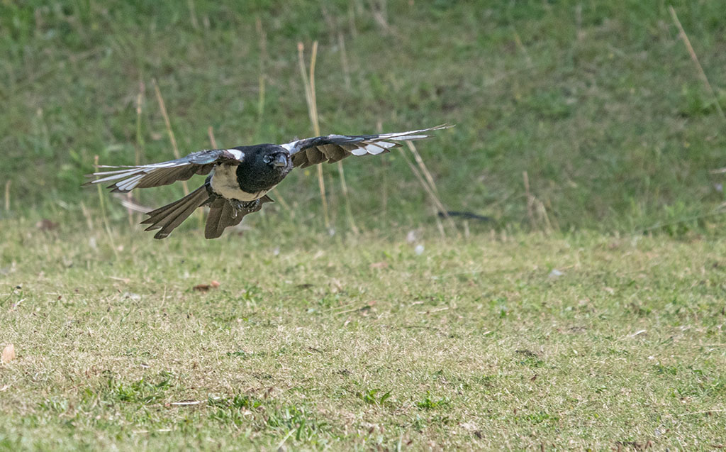 DSC_1412.jpg