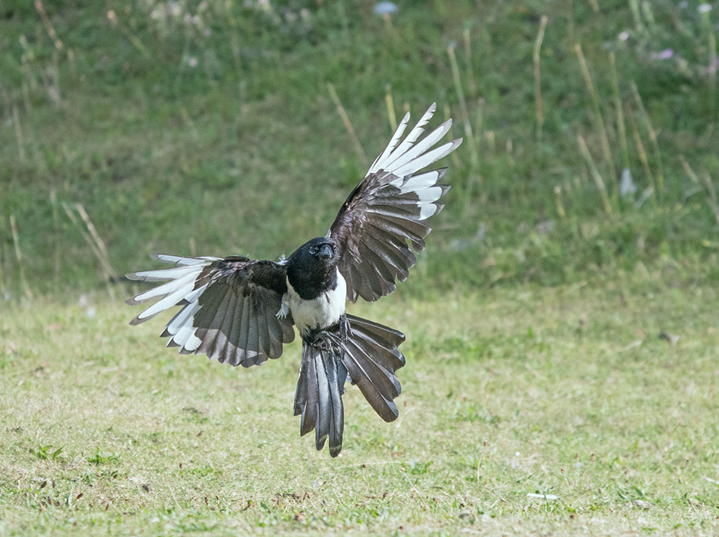 DSC_1413.jpg
