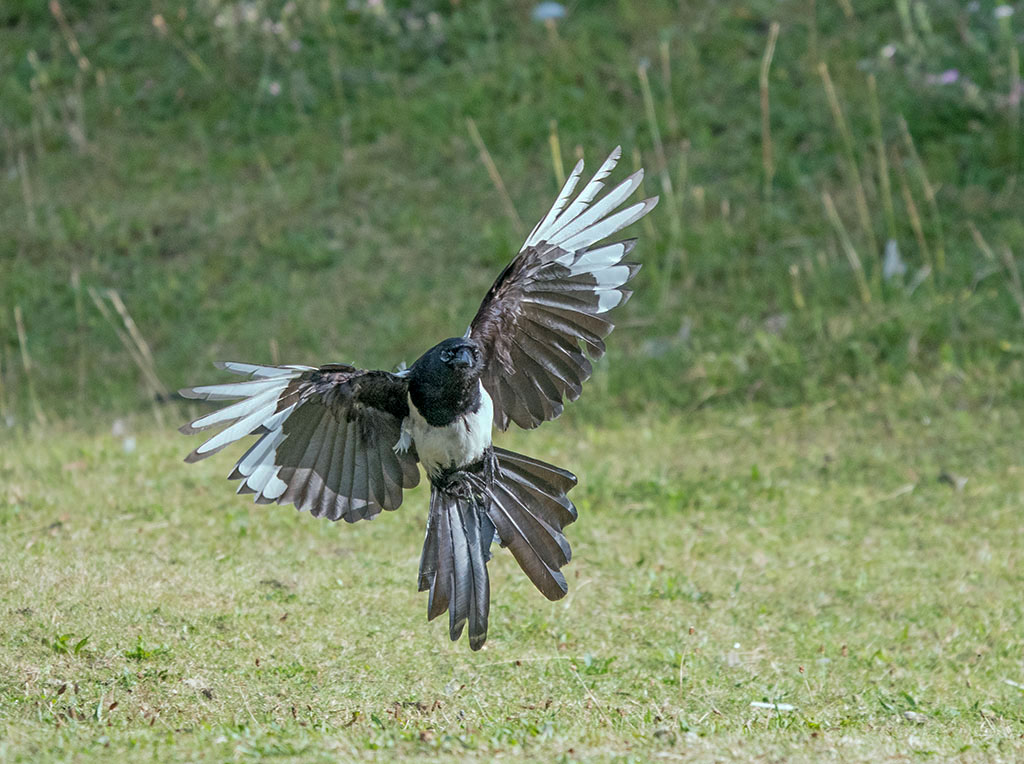 dsc_1413_35680311701_o.jpg