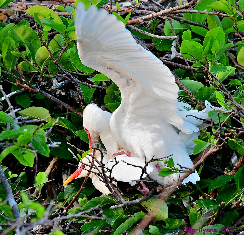DSC_1415_001.JPG