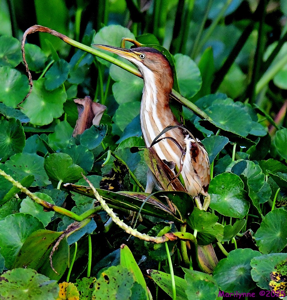 DSC_1415_001.JPG