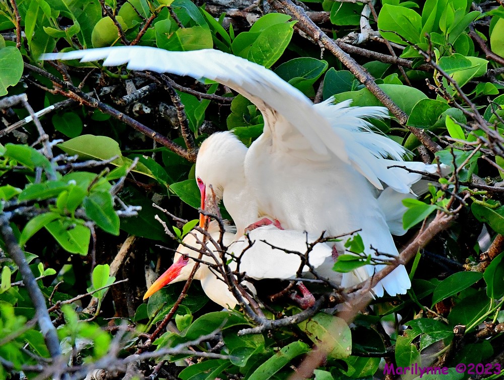 DSC_1416_001.JPG