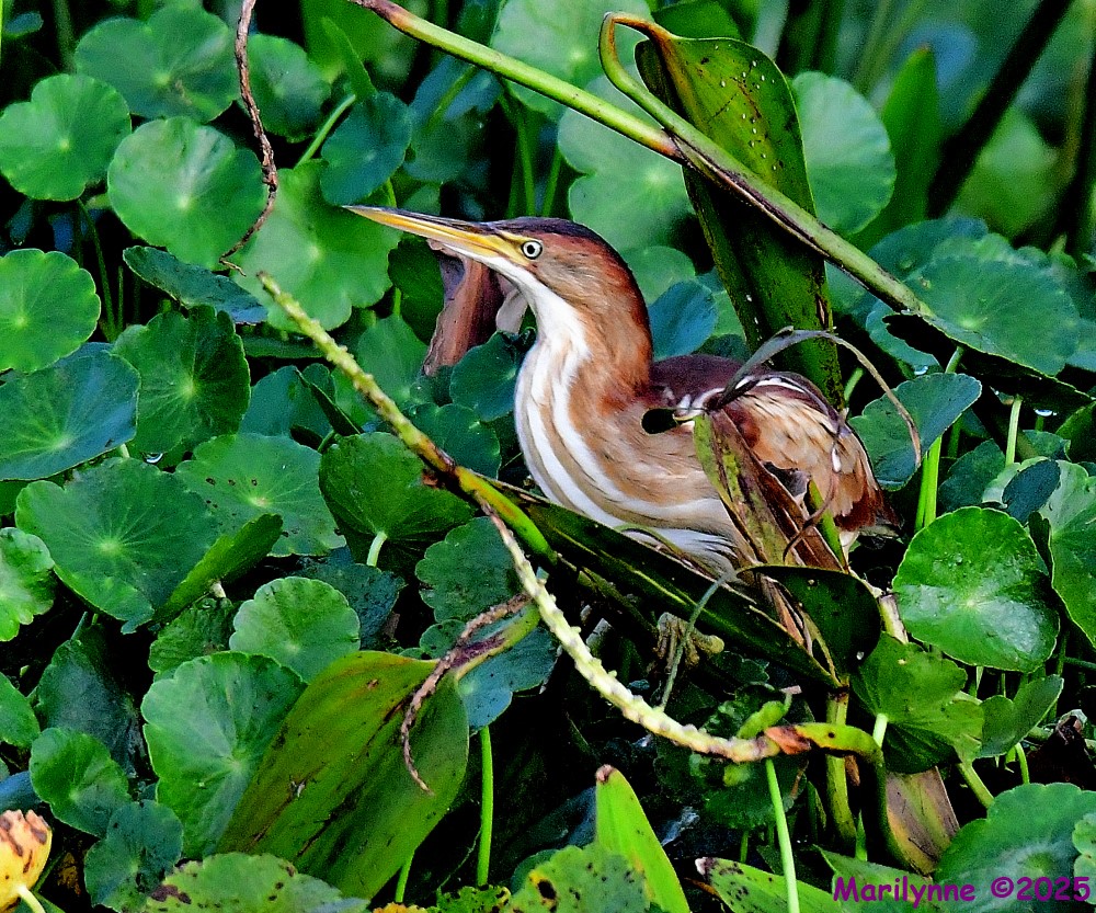 DSC_1416_001.JPG