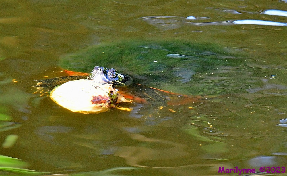 DSC_1417_001.JPG