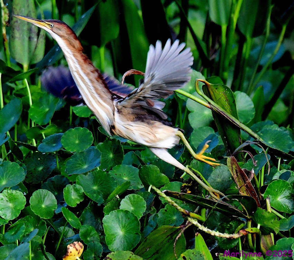 DSC_1417_001.JPG