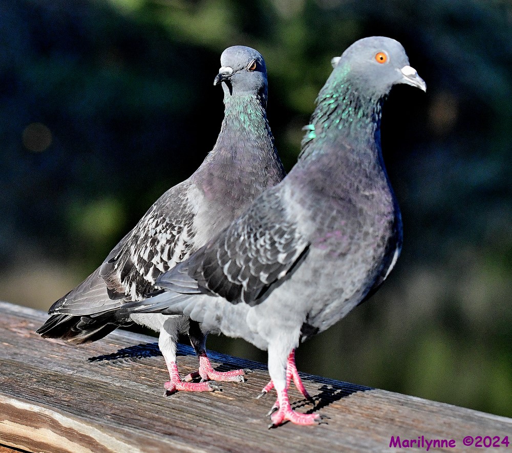 DSC_1418_001.JPG