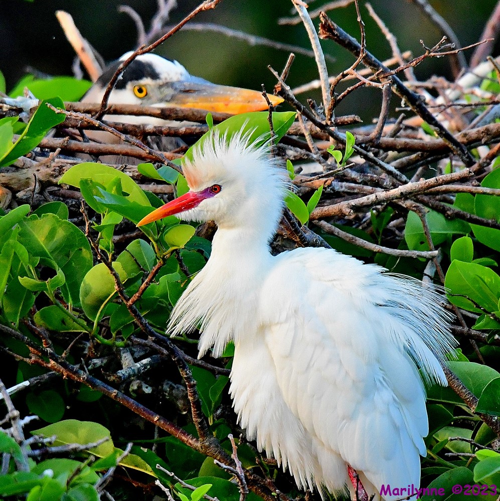 DSC_1421_001.JPG