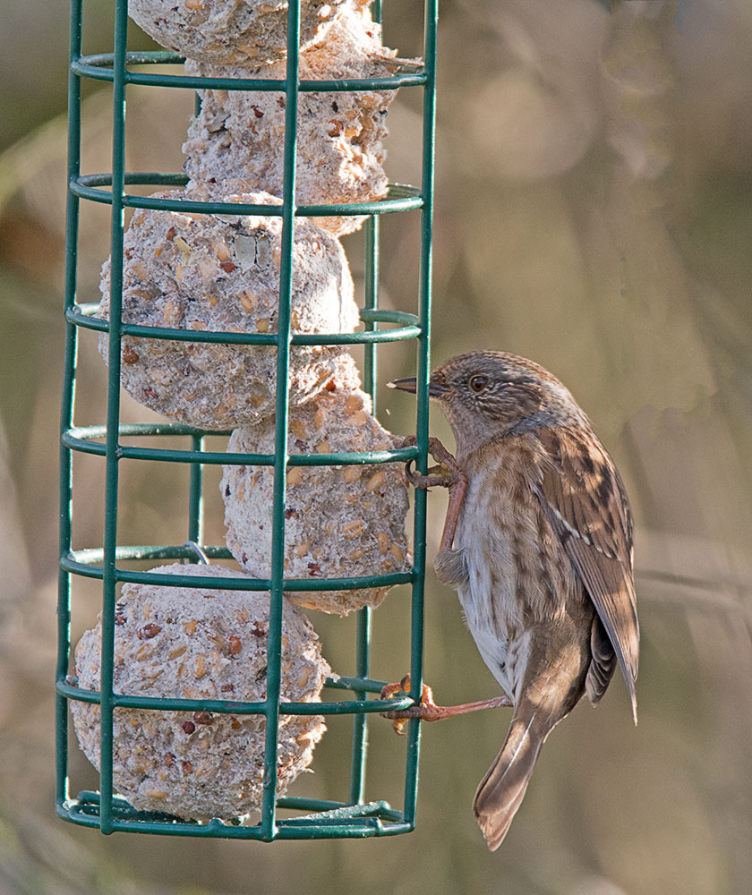 DSC_1427.jpg