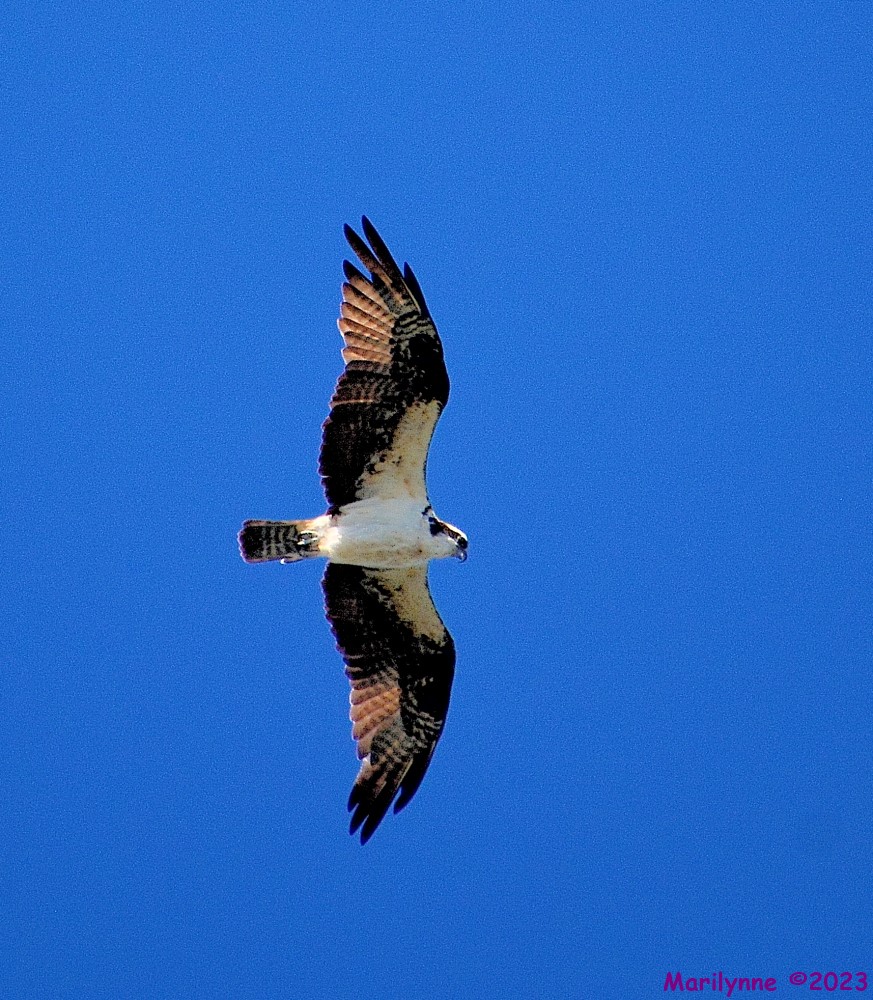 DSC_1427_001.JPG
