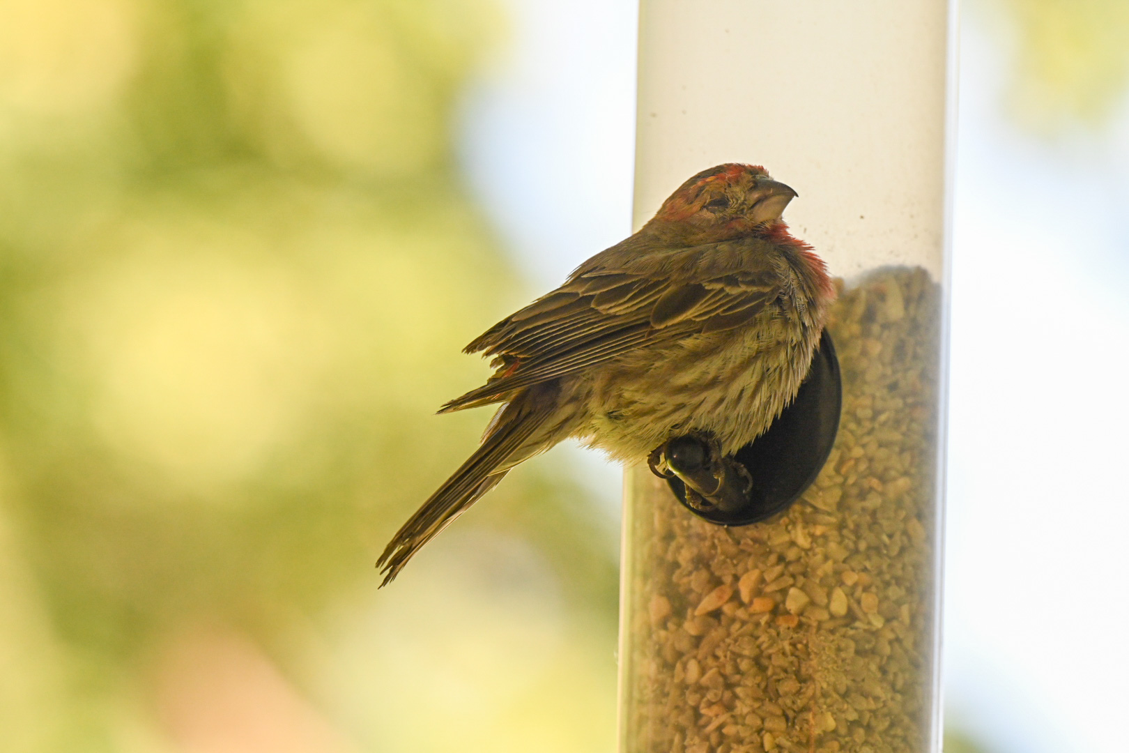 DSC_1429.jpeg
