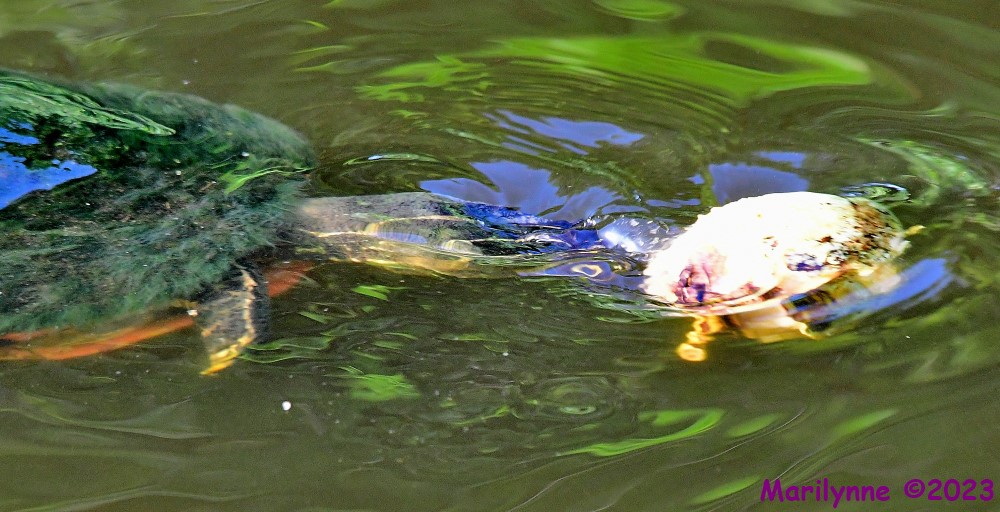 DSC_1429_001.JPG