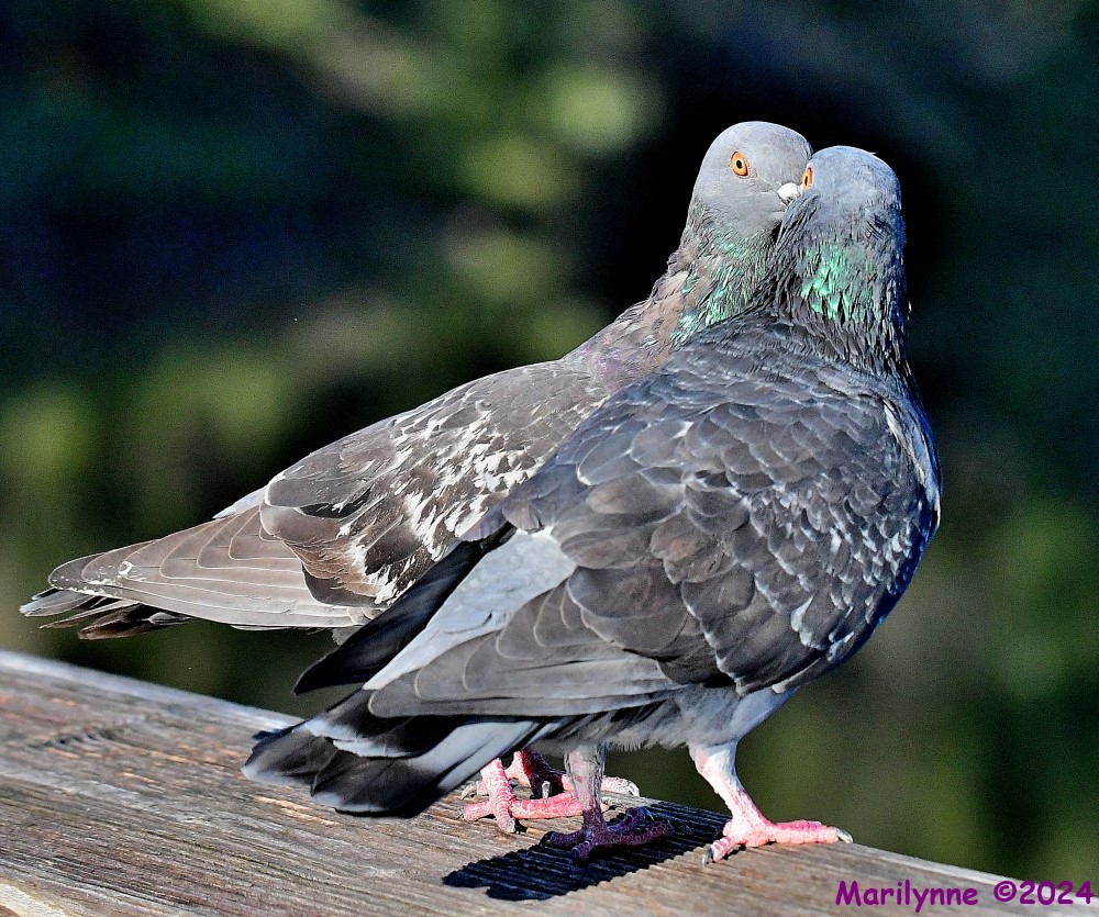 DSC_1429_001.JPG