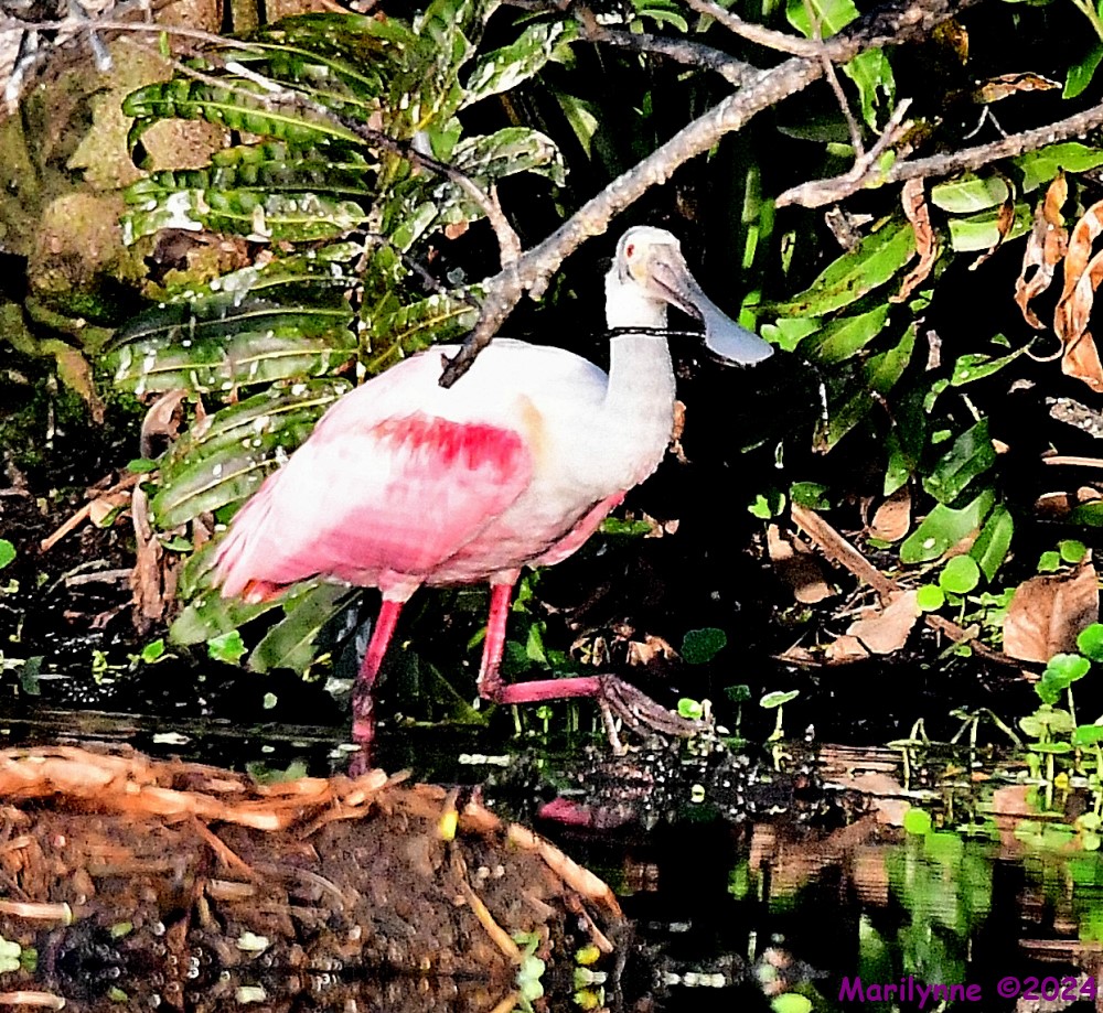 DSC_1430_001.JPG