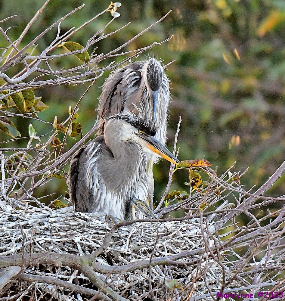 DSC_1433_001.JPG