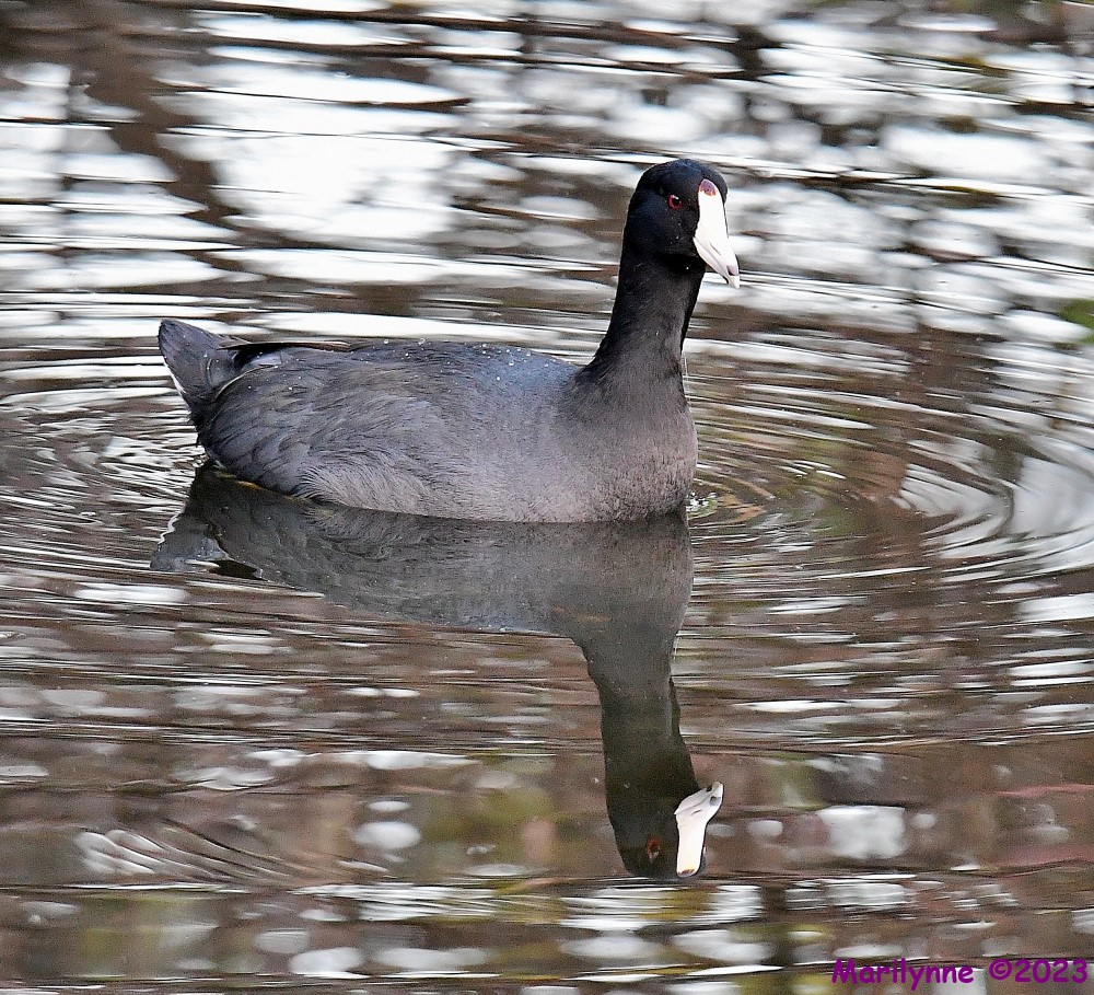 DSC_1433_001.JPG