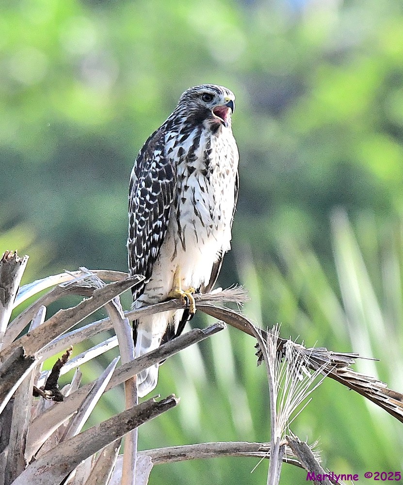DSC_1433_001.JPG