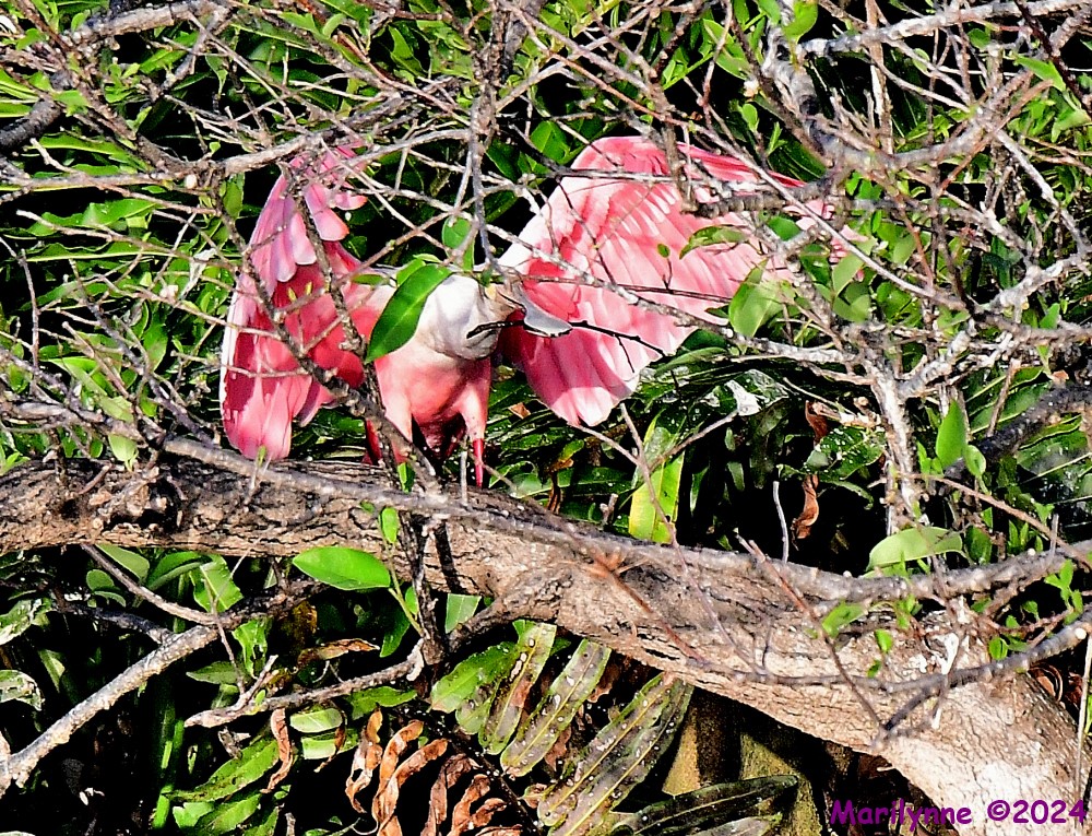 DSC_1435_001.JPG