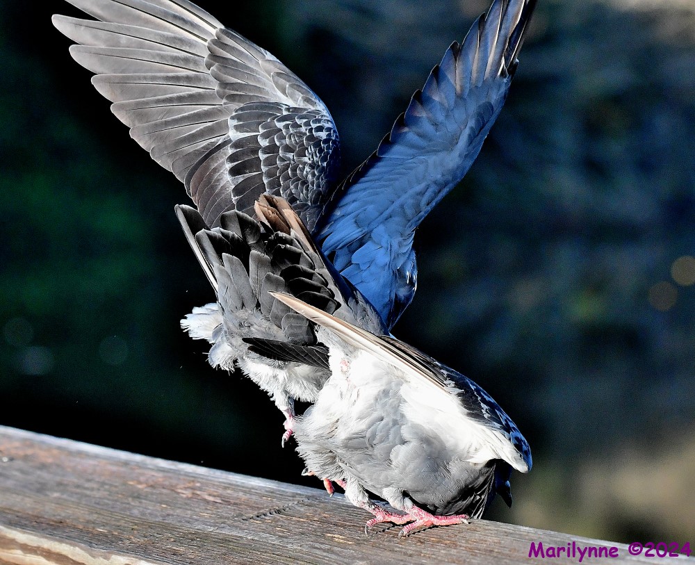 DSC_1435_001.JPG