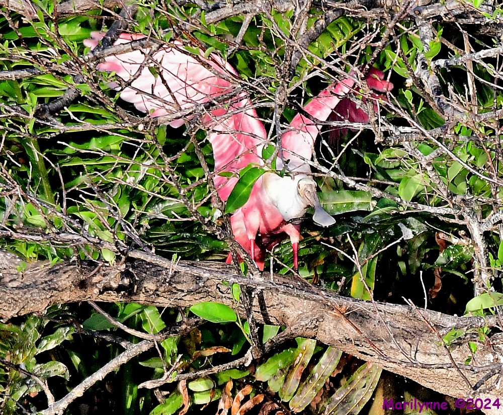 DSC_1436_001.JPG