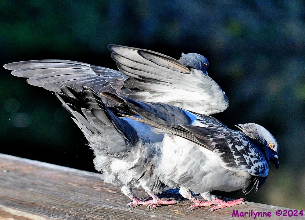 DSC_1436_001.JPG