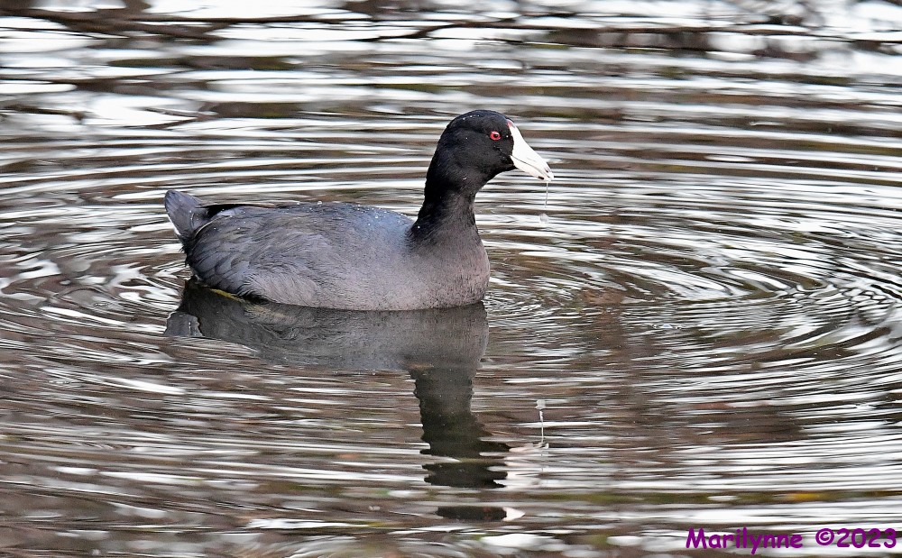 DSC_1437_001.JPG