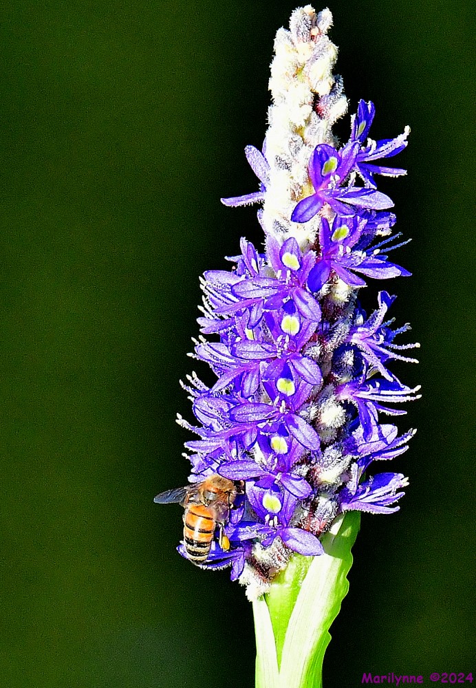 DSC_1437_001.JPG