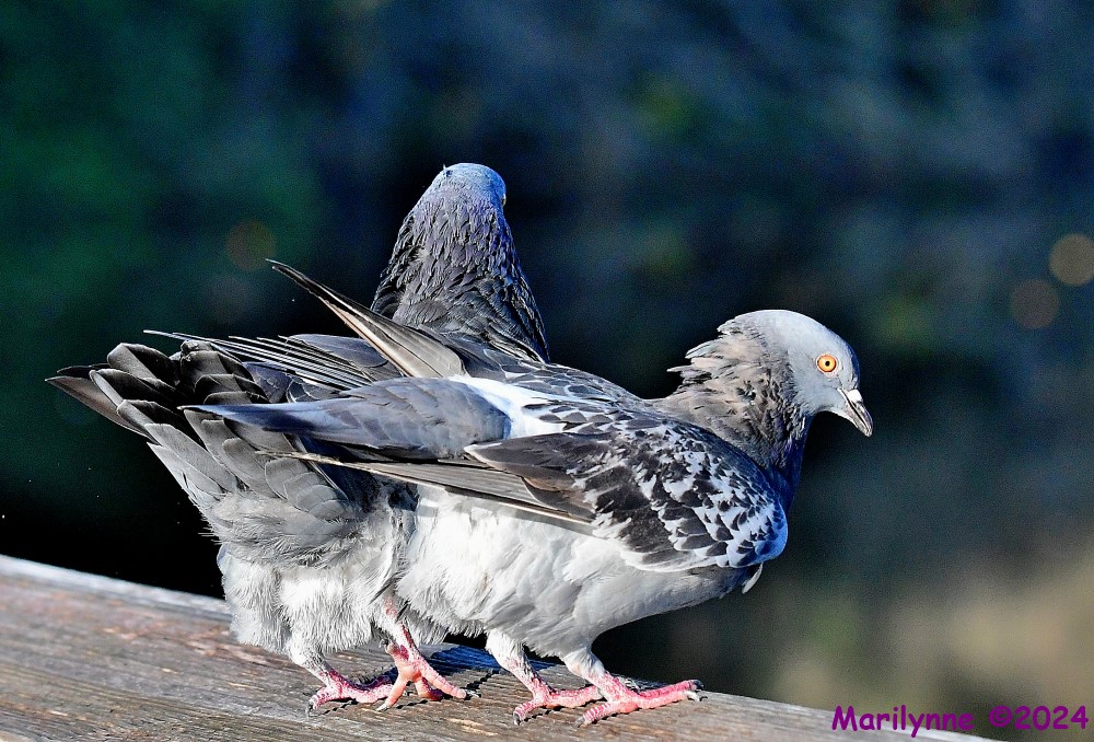DSC_1437_001.JPG