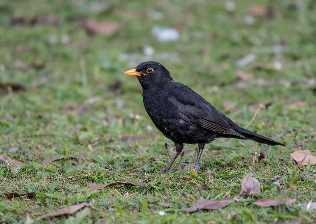DSC_1438.jpg