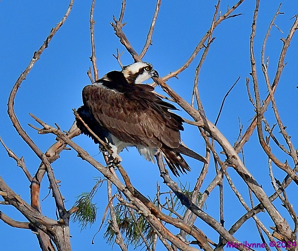 DSC_1438_001.JPG