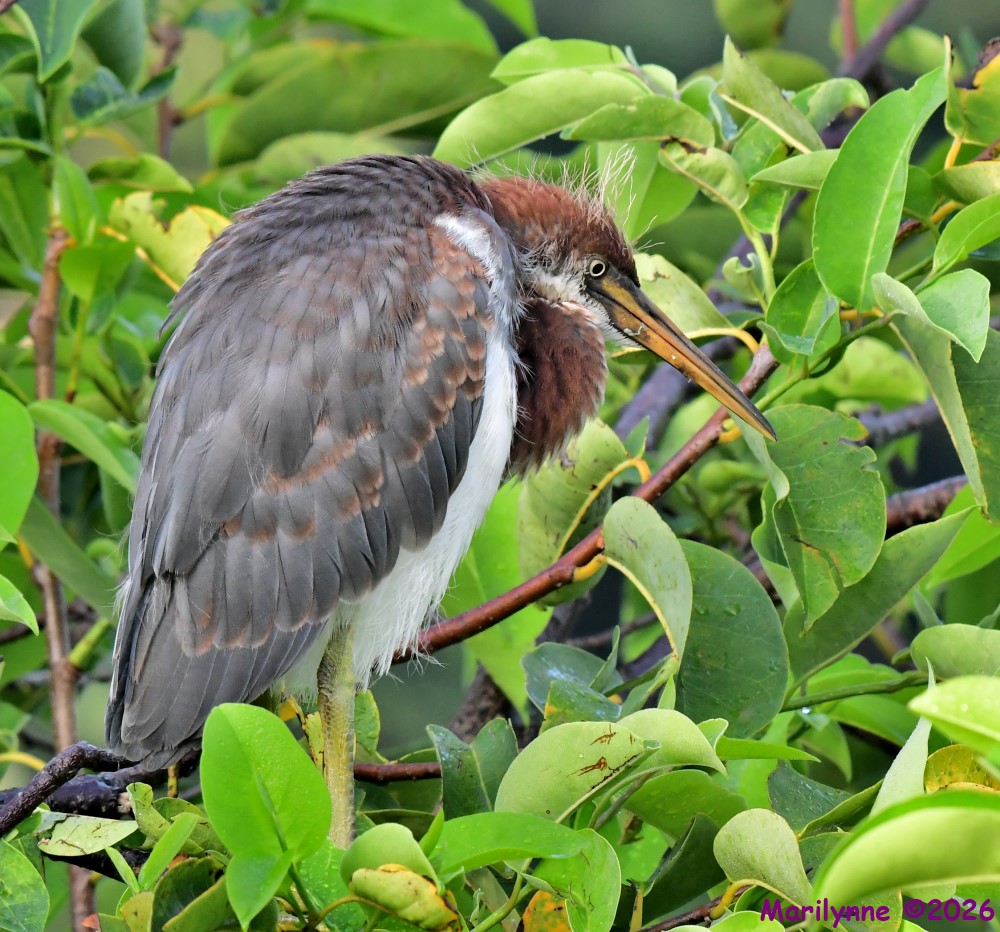 DSC_1441_001.JPG