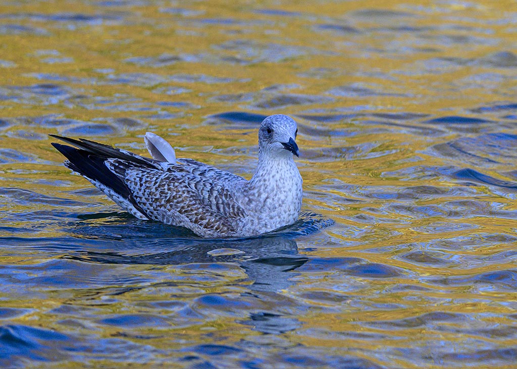 DSC_1442.jpg