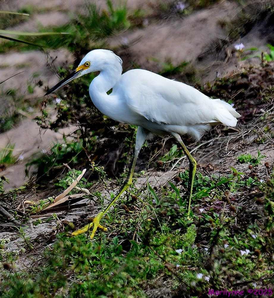 DSC_1443_001.JPG
