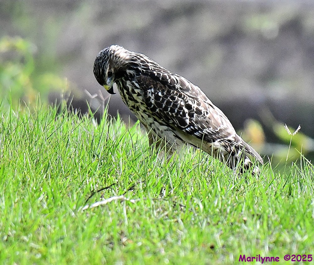 DSC_1445_001.JPG