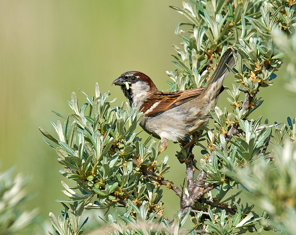 DSC_1447.jpg