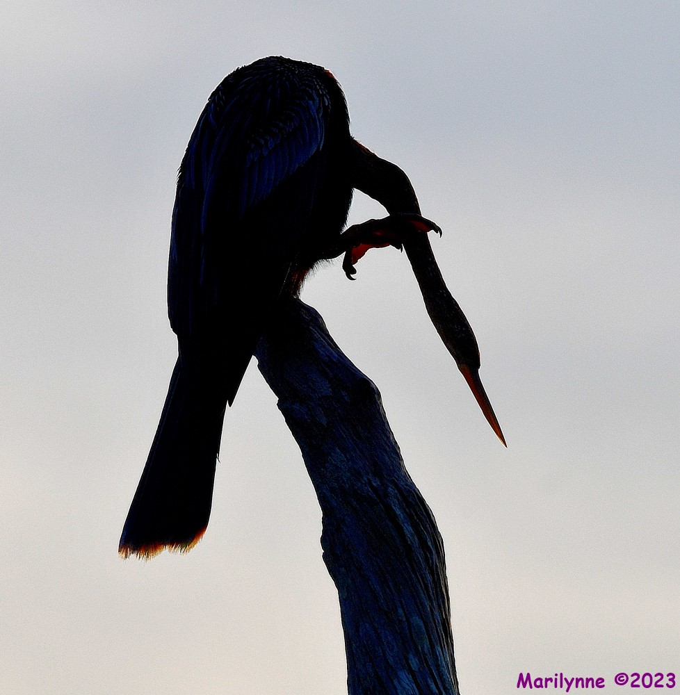 DSC_1447_001.JPG