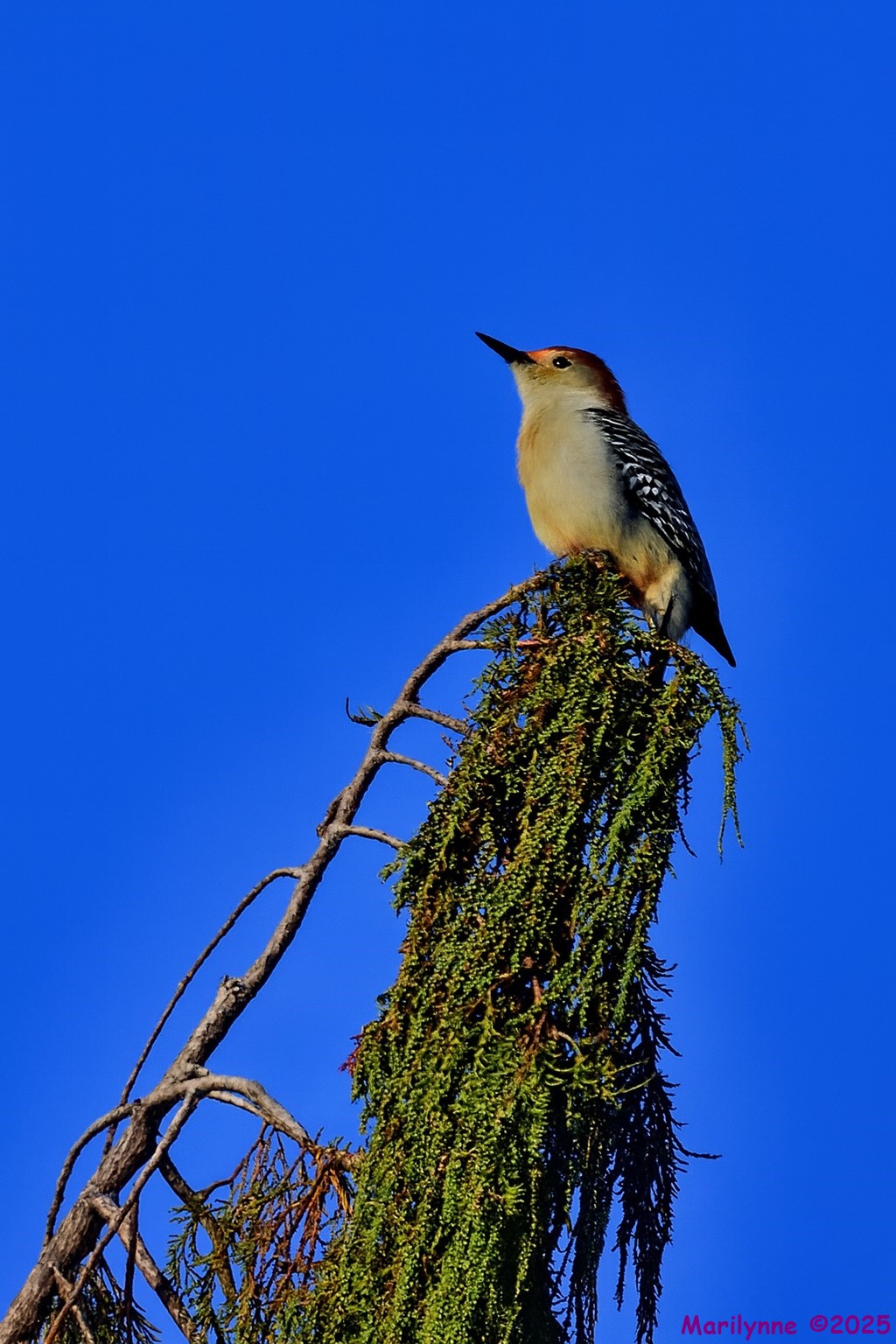 DSC_1448_001 copy.jpg