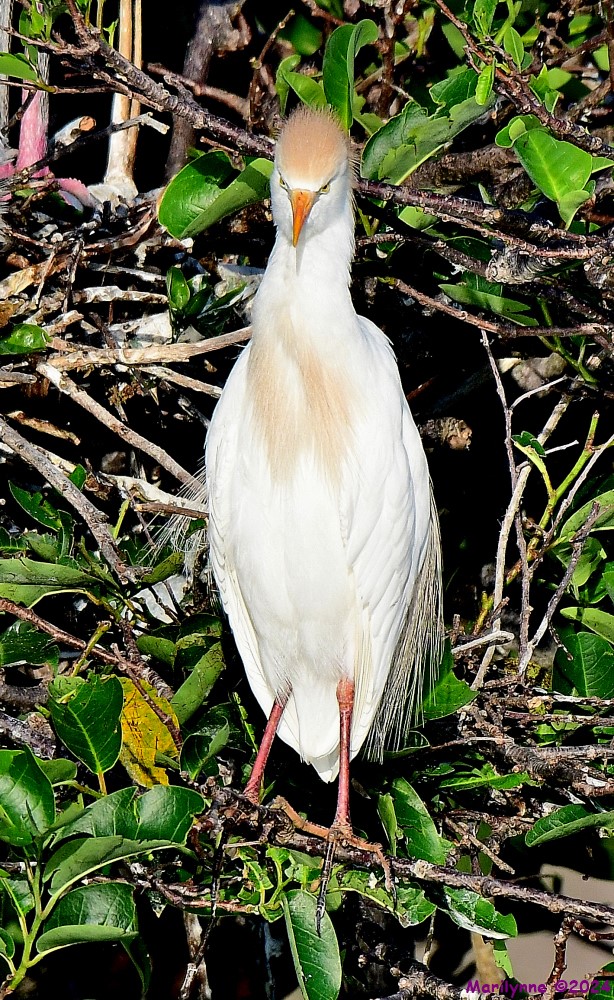 DSC_1448_001.JPG