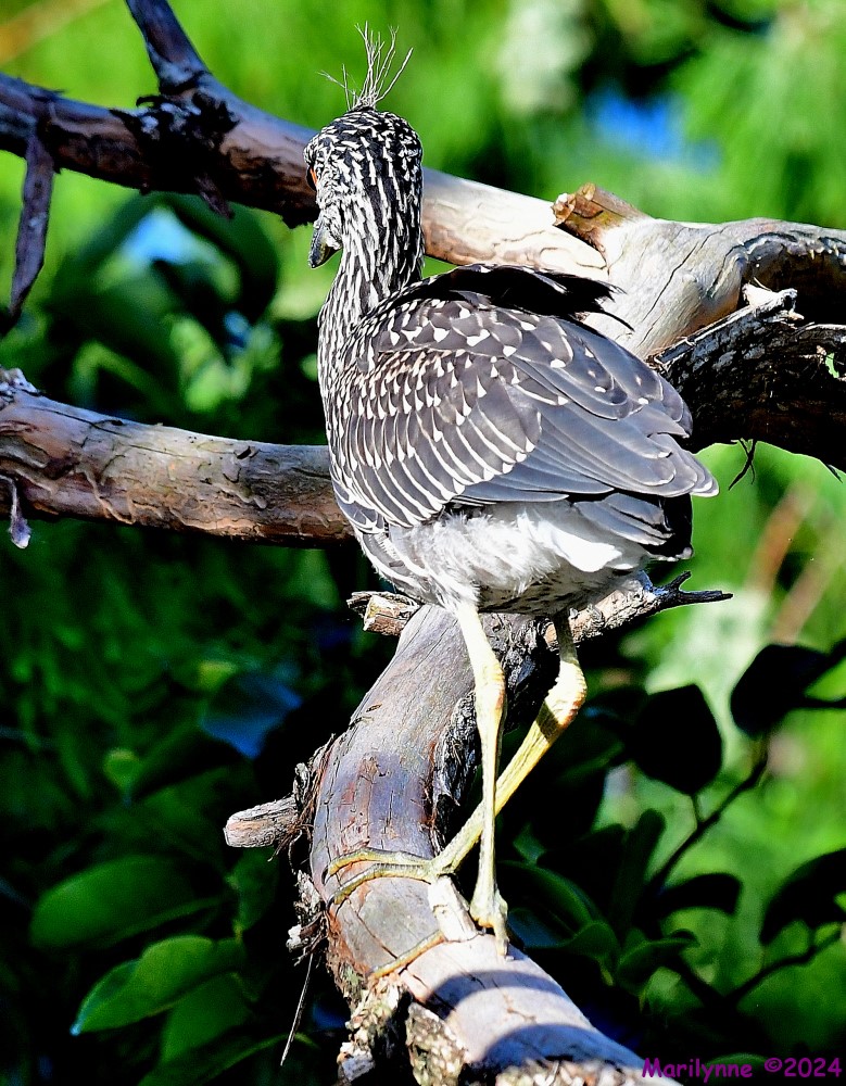 DSC_1448_001.JPG