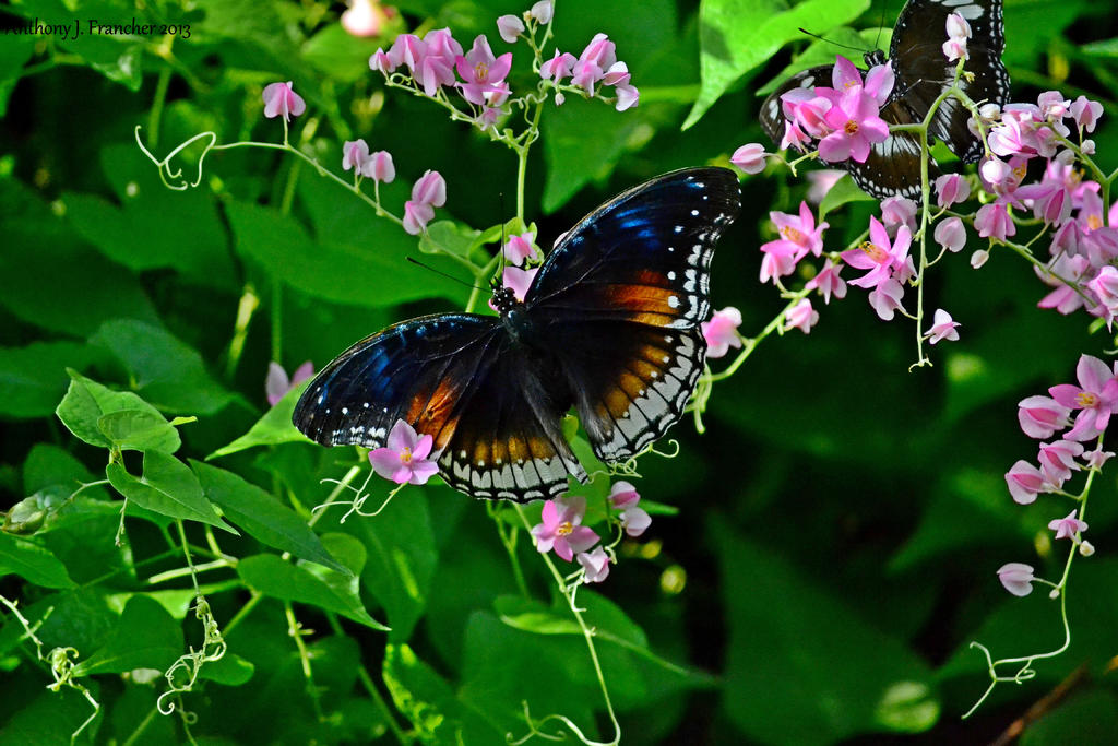 DSC_1451.jpg