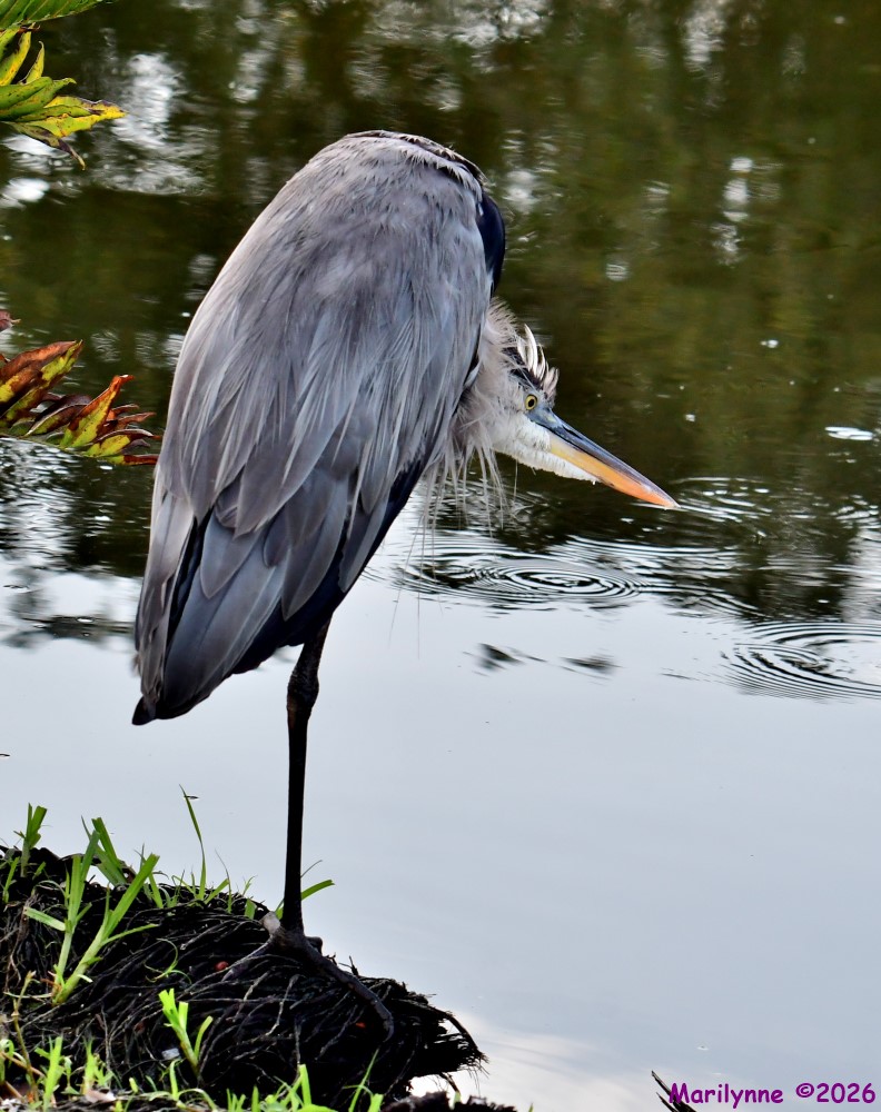 DSC_1451_001.JPG