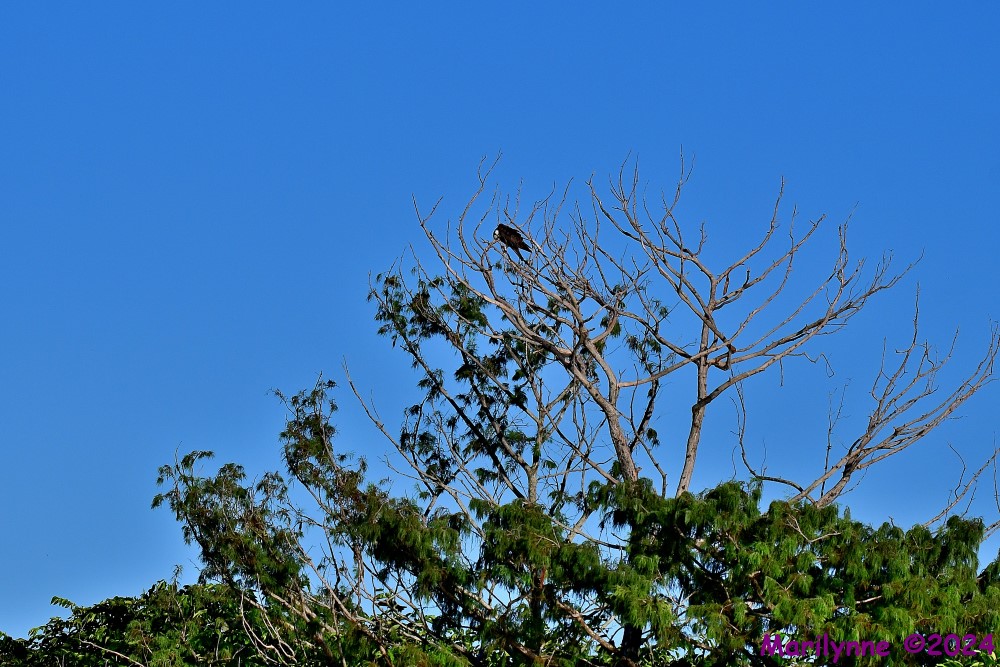 DSC_1452_001.JPG