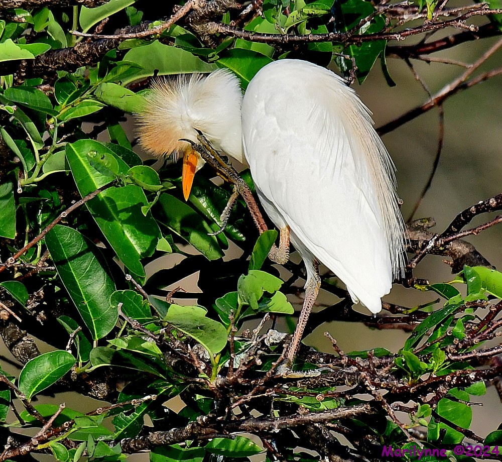 DSC_1454_001.JPG