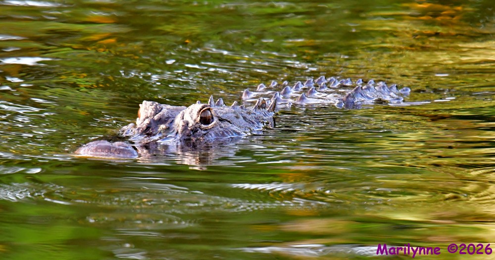 DSC_1455_001.JPG