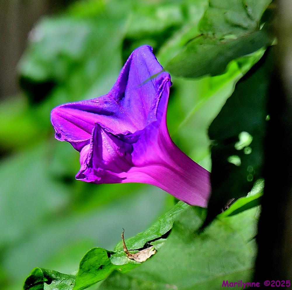DSC_1457_001.JPG