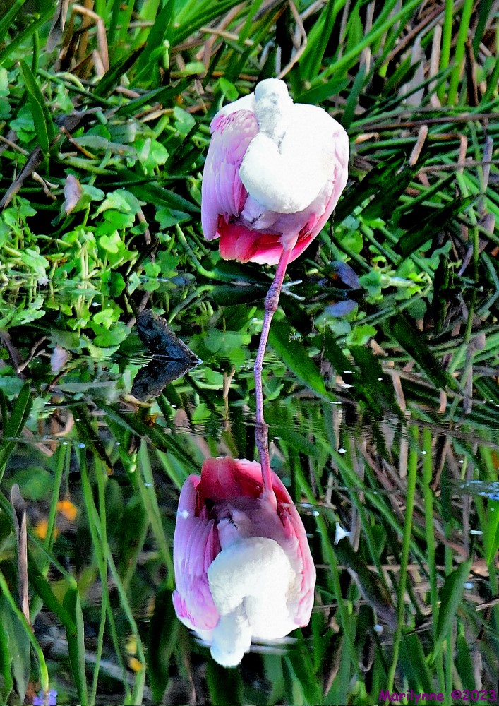DSC_1458_001.JPG