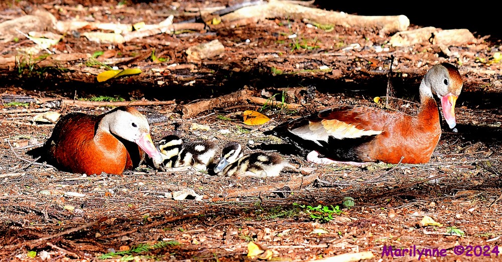 DSC_1458_001.JPG