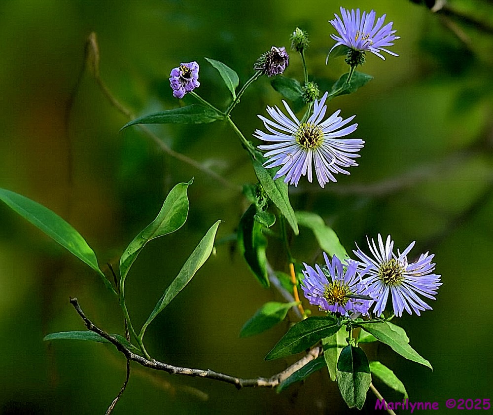 DSC_1460 copy_001.JPG