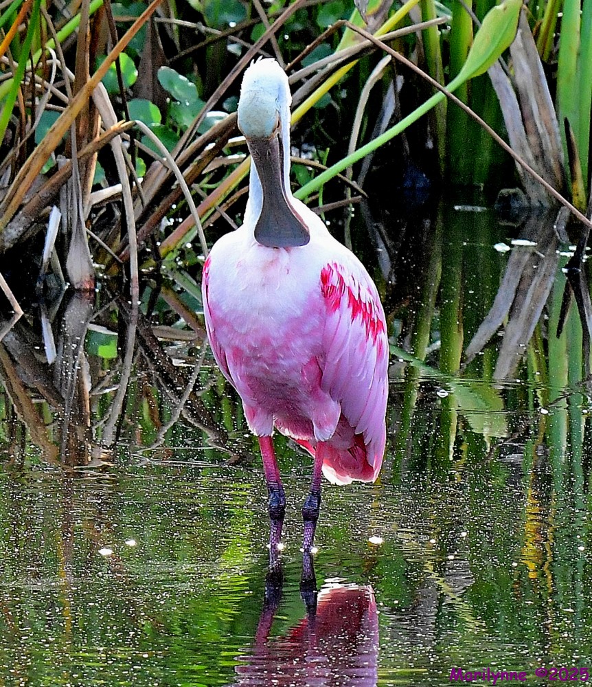DSC_1461_001.JPG
